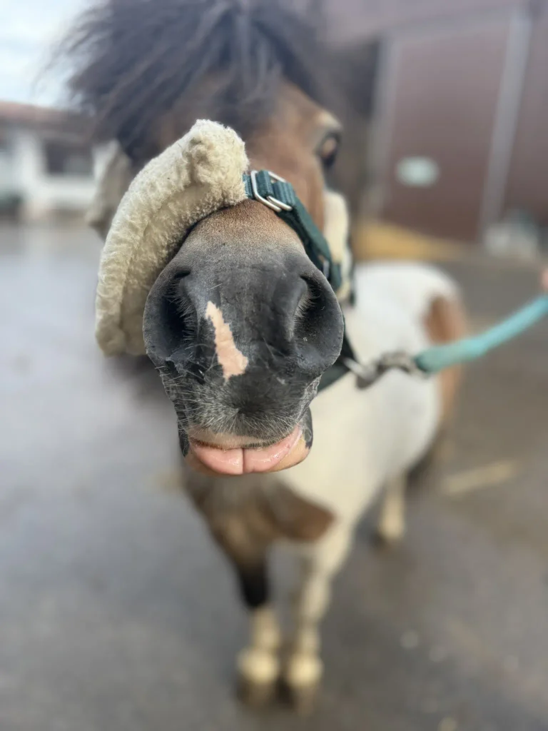 Attila in seiner vollen Pracht