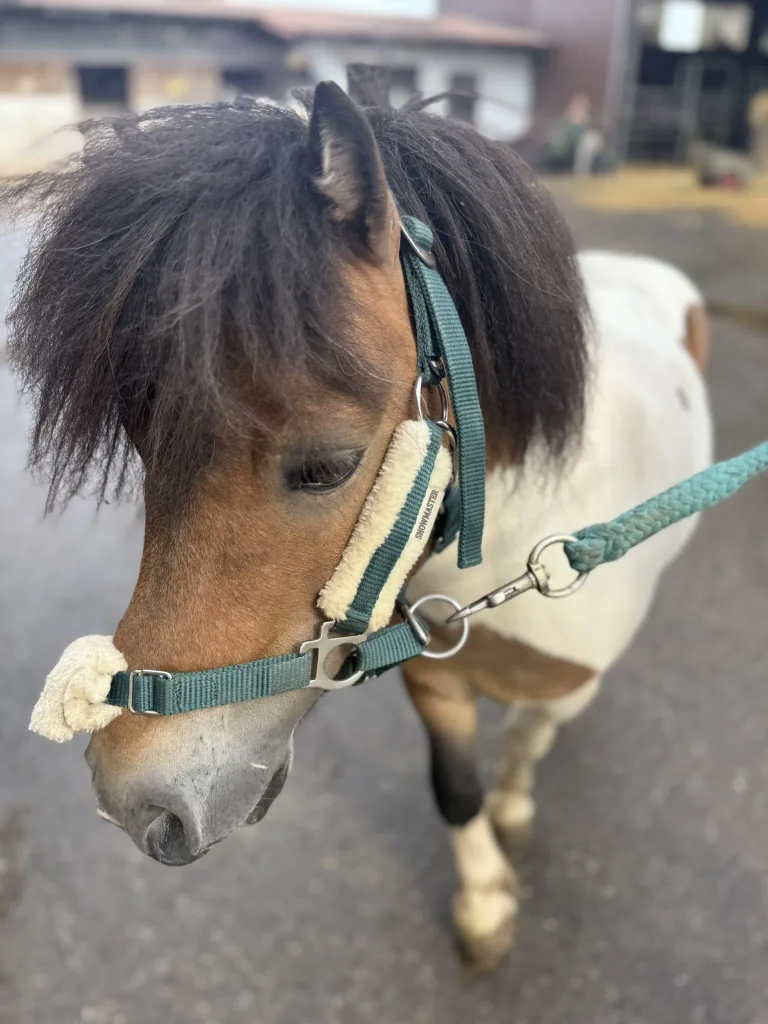 Porträt von Attila, unserem Großpferd