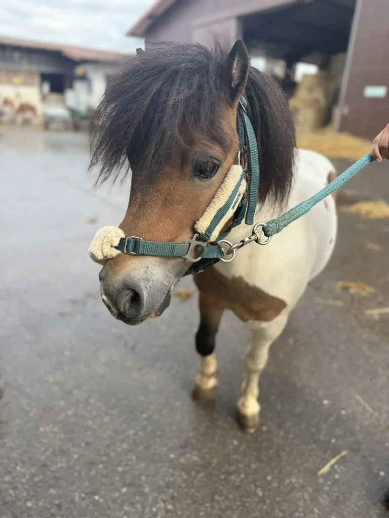 Attila bei uns auf dem Hof