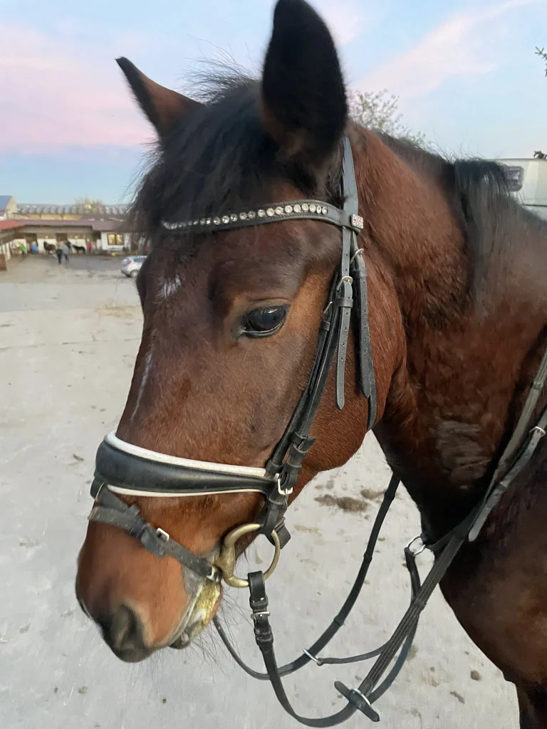 Porträt von Balu, unserem Großpferd