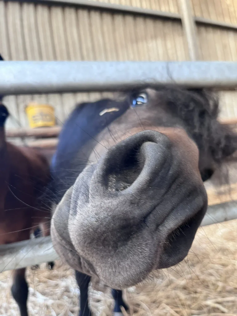 Porträt von Chica, unserem Shetty