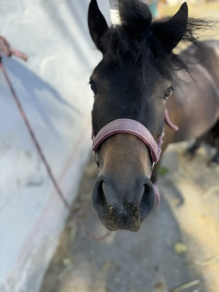 Chica beim Spielen im Stall