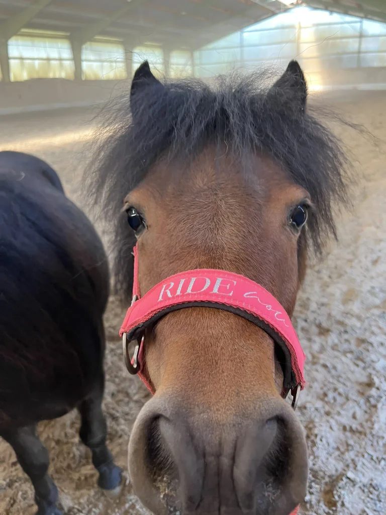 Porträt von Coco, unserem Shetty