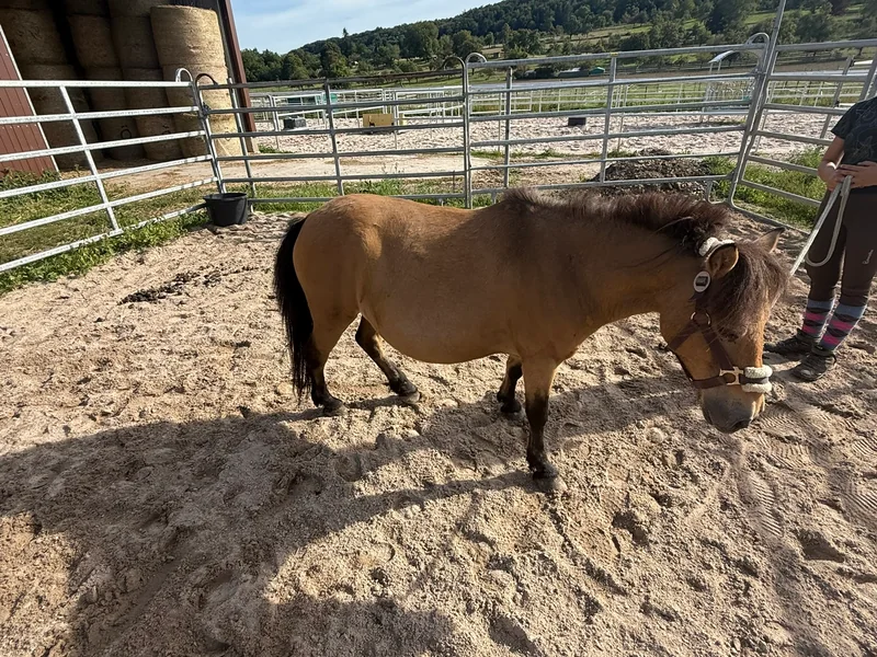 Porträt von Quacky, unserem Shetty