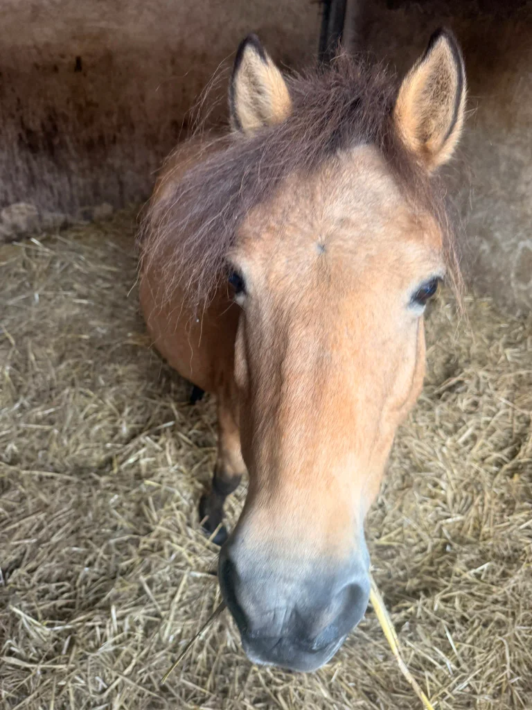 Quacky zeigt ihr schönes Fuchs-Fell