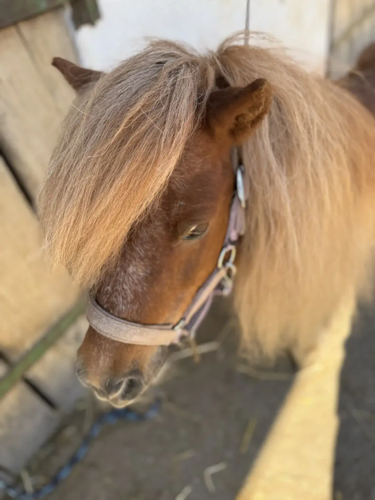 Ruffy beim Schmusen im Sonnenlicht