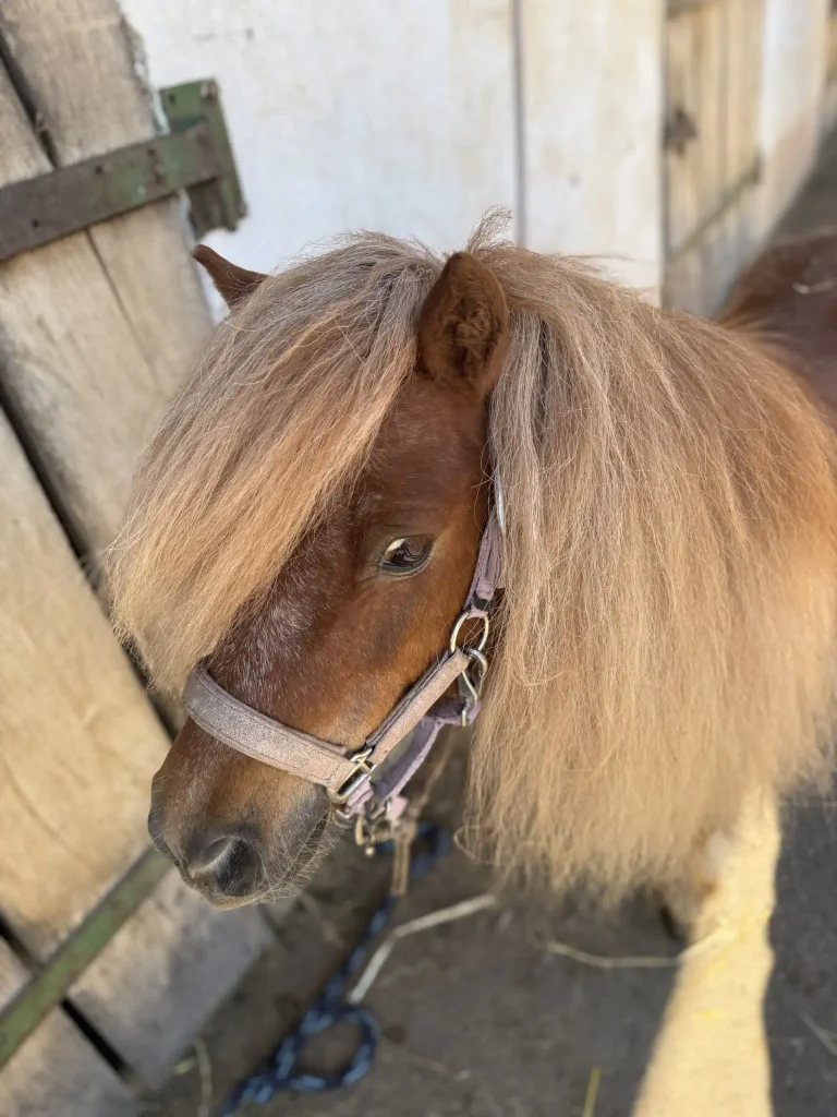 Porträt von Ruffy, unserem Shetty