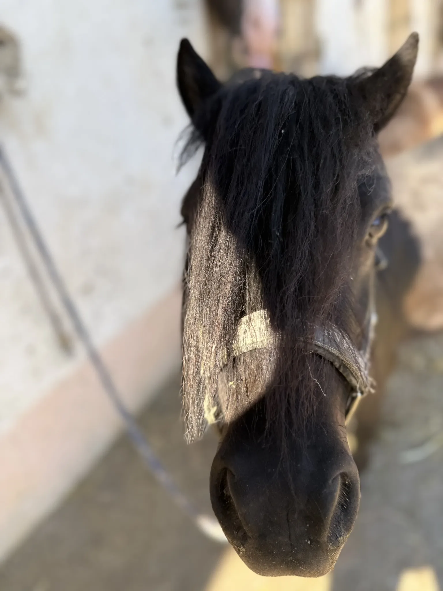 Porträt von Sleepy, unserem Pony