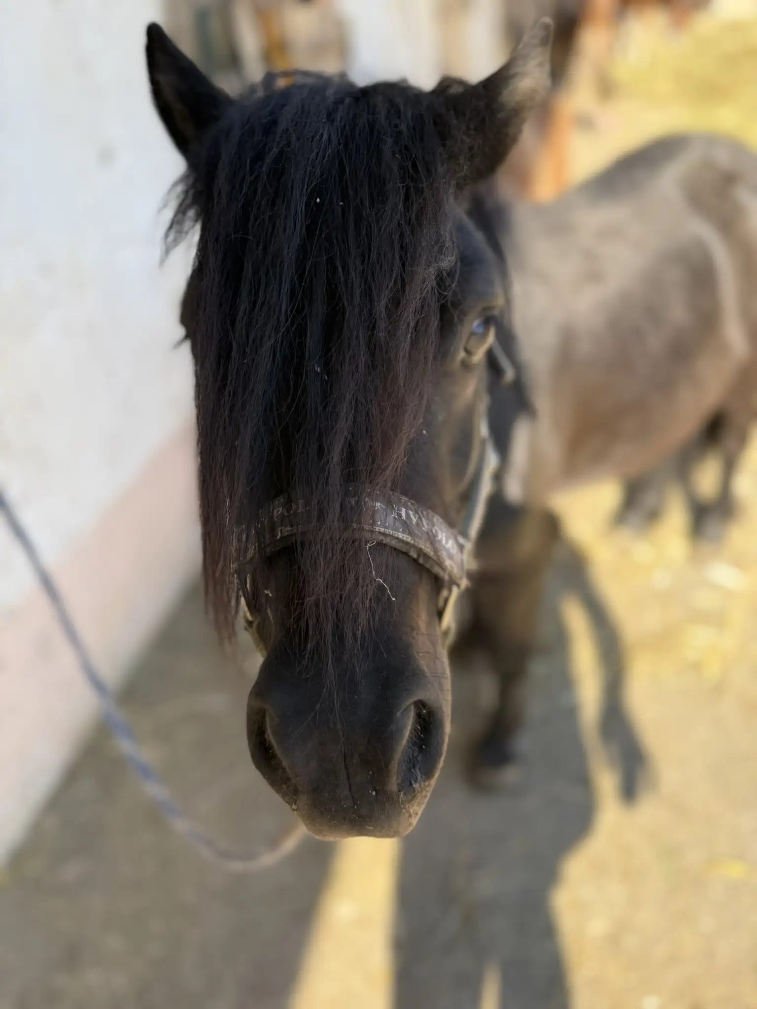 Sleepy döst in der Sonne