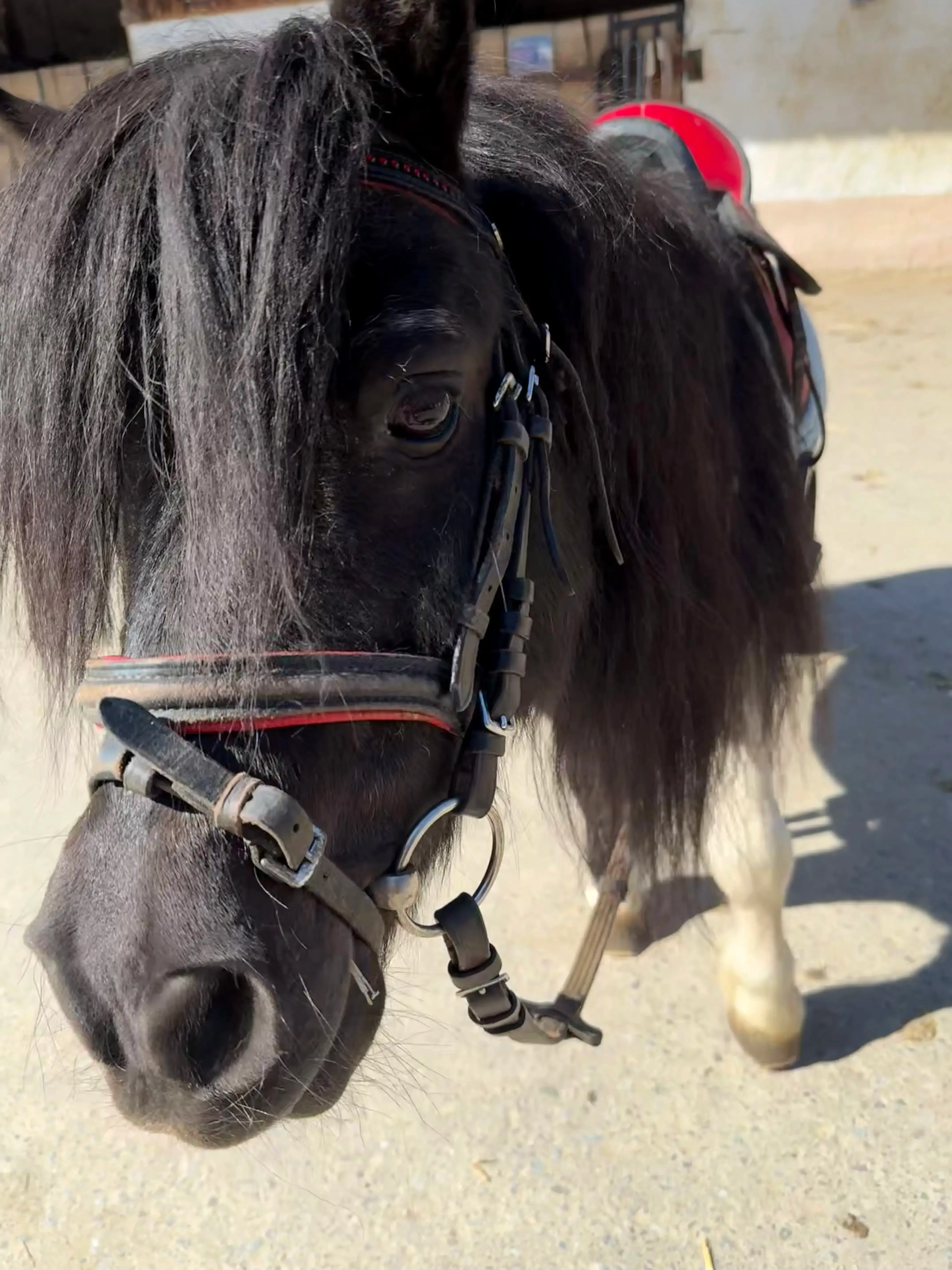 Winterausritt mit Ponys in Renningen