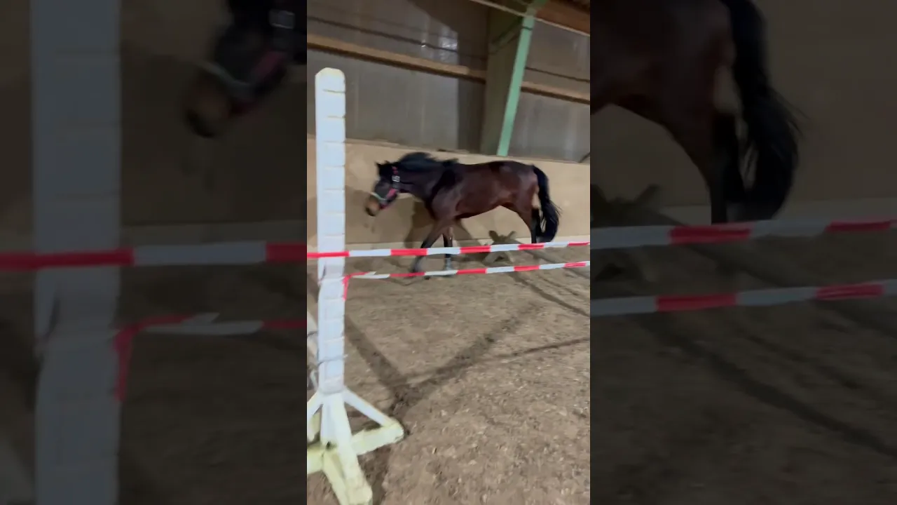 Kylo rasiert beim ersten richtigen Freispringen!