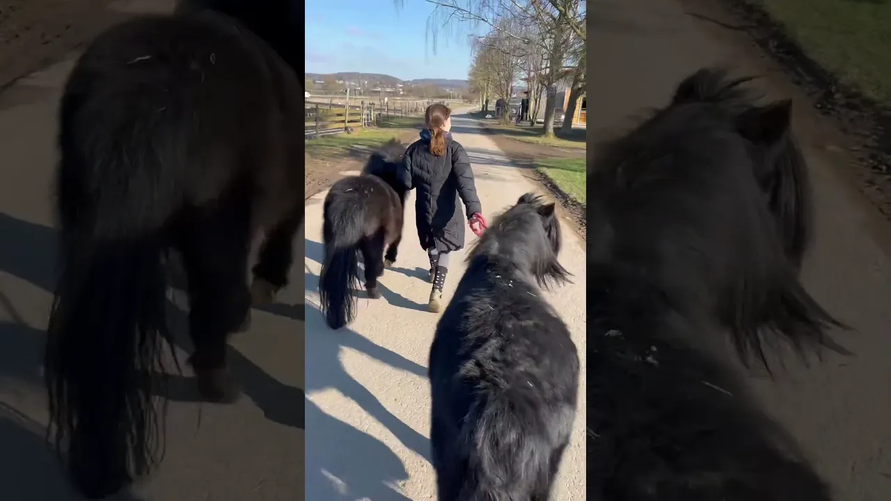 POV: Mit EINEM Pony spazieren gehen? Ne, das wäre ja langweilig! #Pferde #Shorts #equestrian