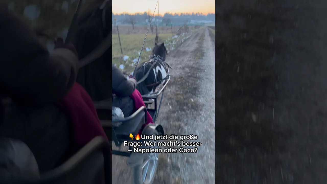Napoleon gibt Vollgas im Sulky! Kann Sarah mithalten?
