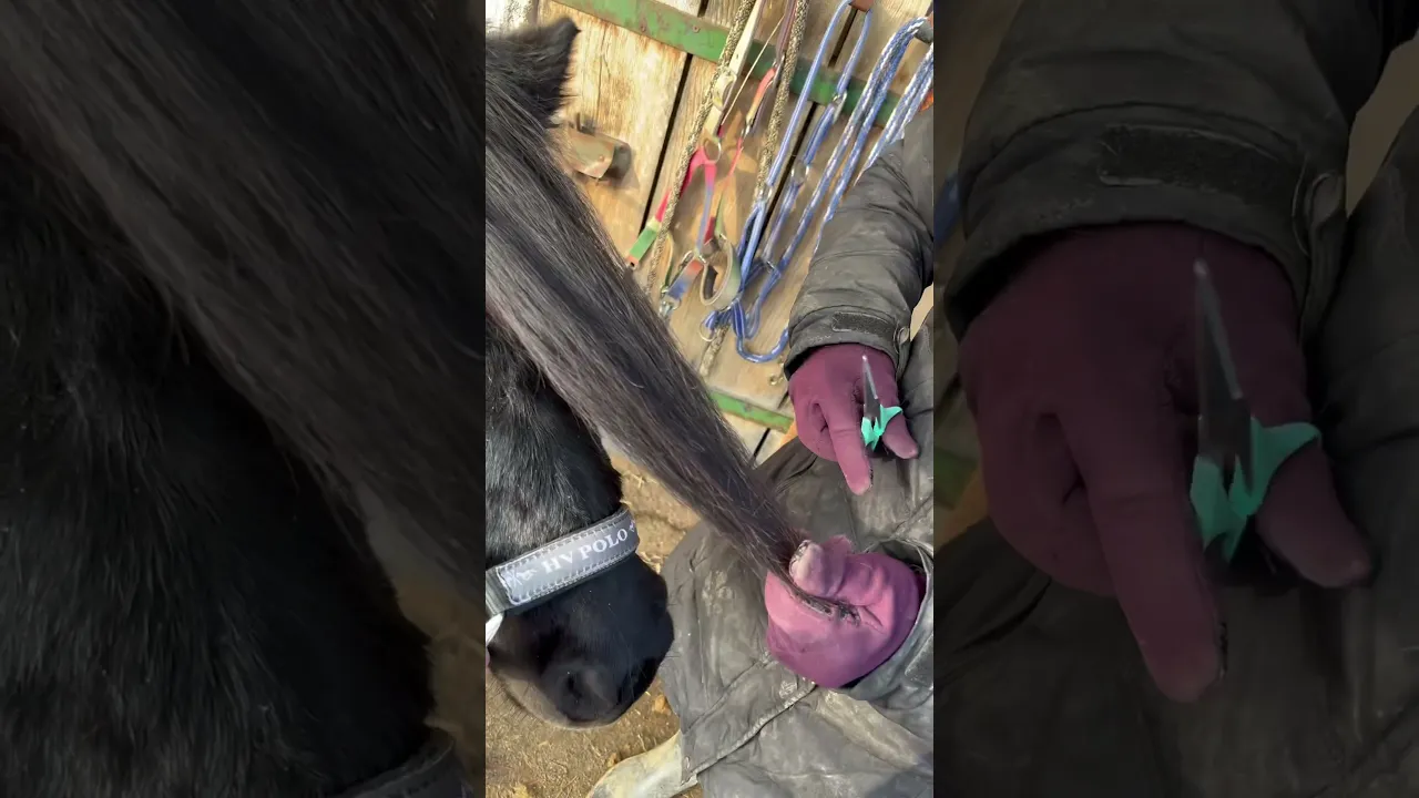 Du wirst nicht glauben, was mit Sleepys Mähne passiert ist!