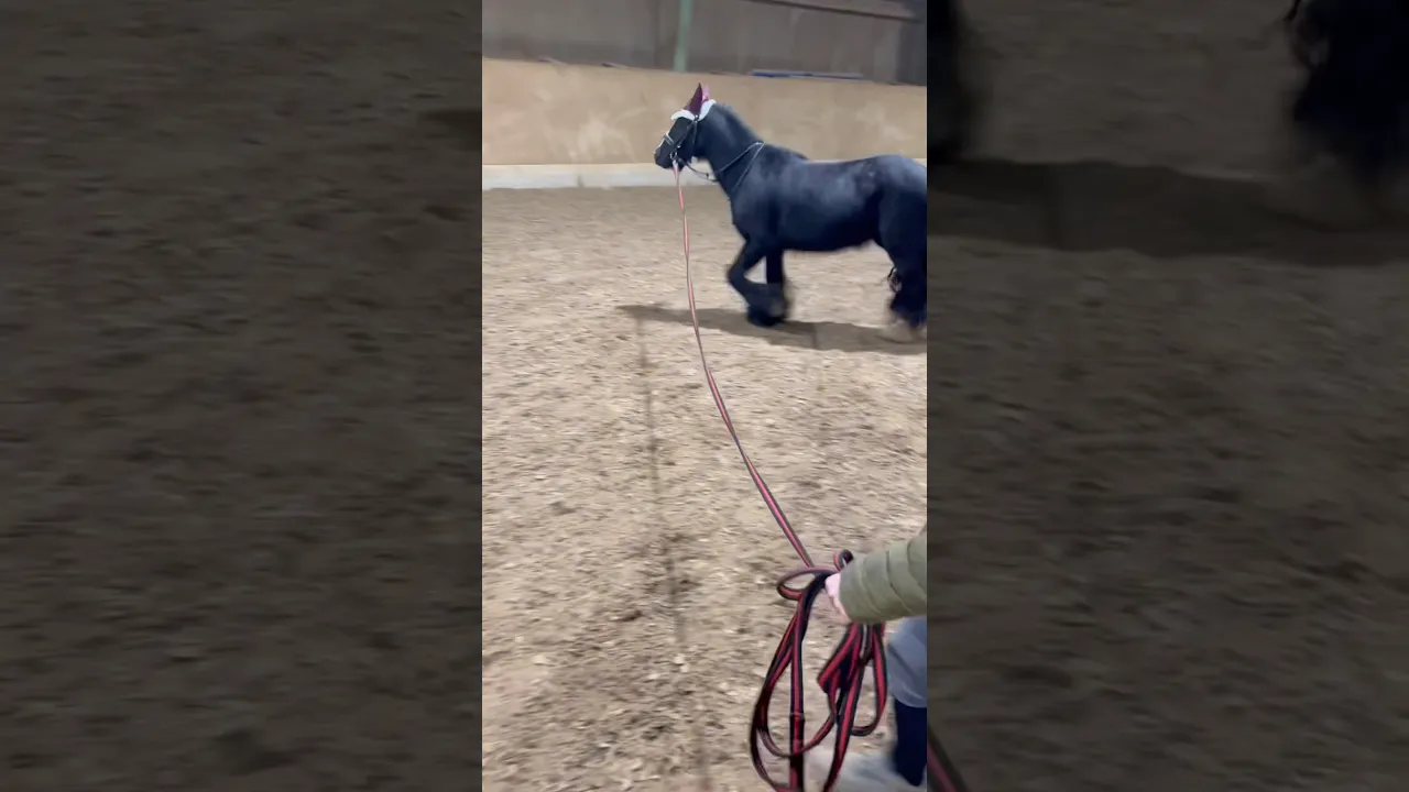 Die Liebe Nayla in der Halle an der Longe.