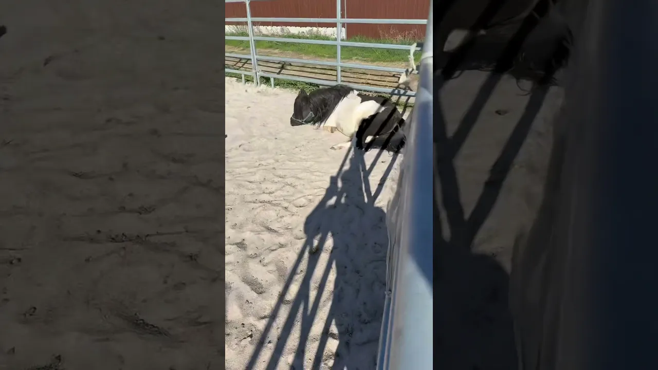 Shetty-Chillout auf dem Paddock – Entspannung pur!