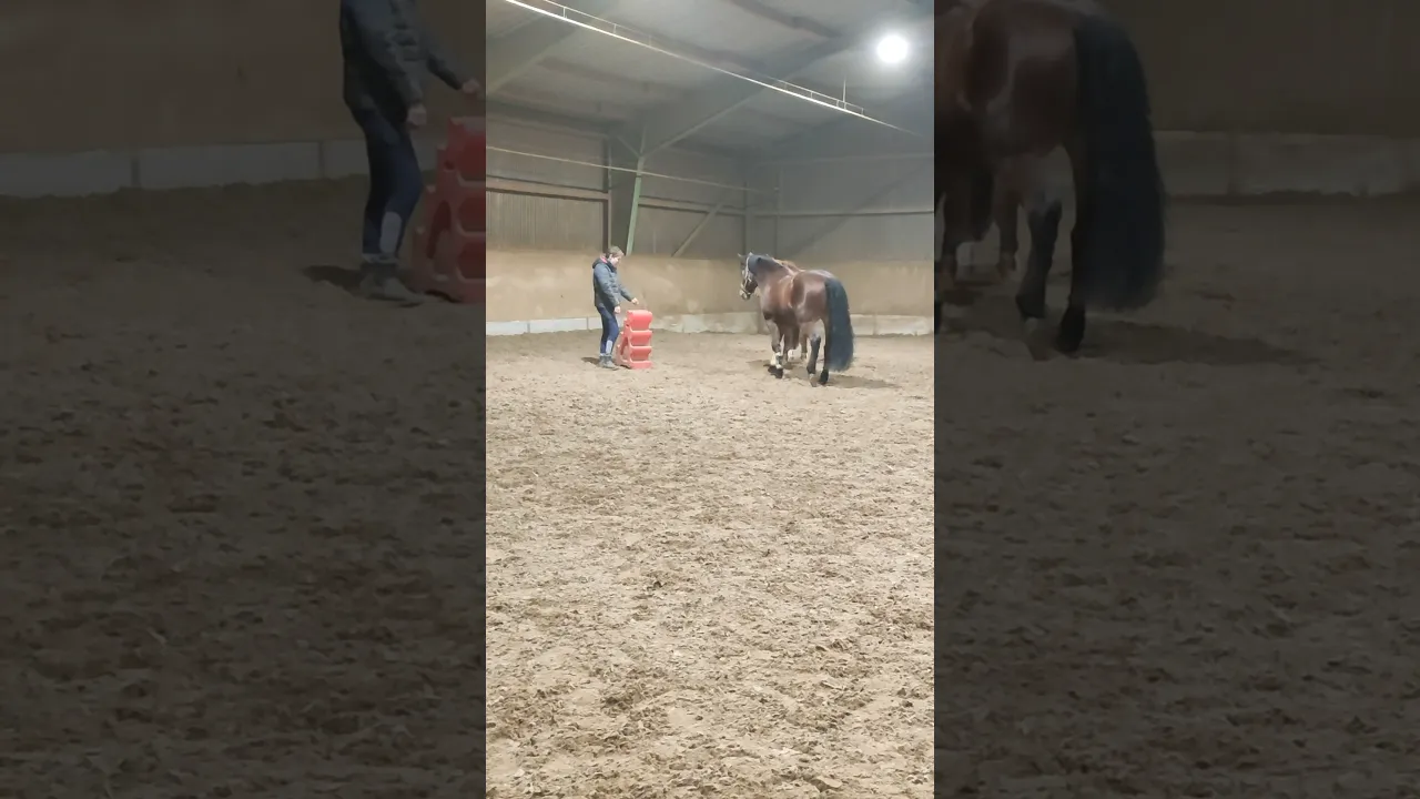 PFERD hat PANIK vor rotem Kasten... Sein Kumpel BALU macht ihn SPRACHLOS