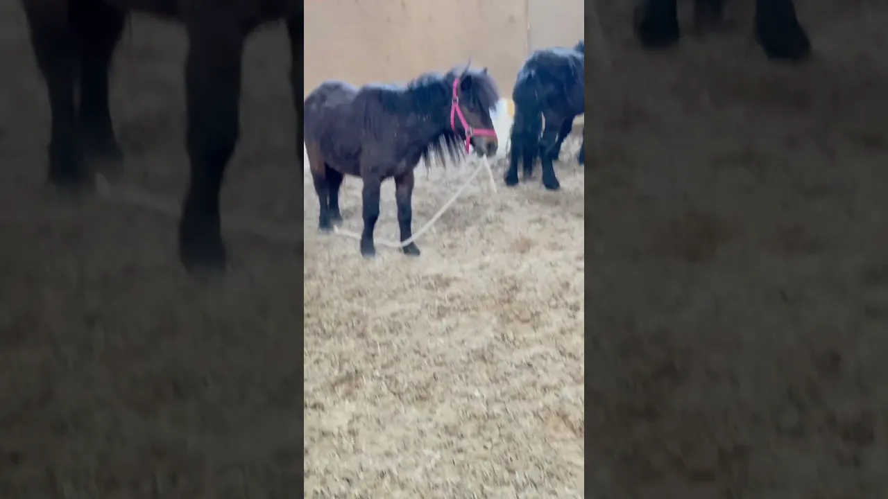 Wenn deine Shettys die größten Nervensägen sind …