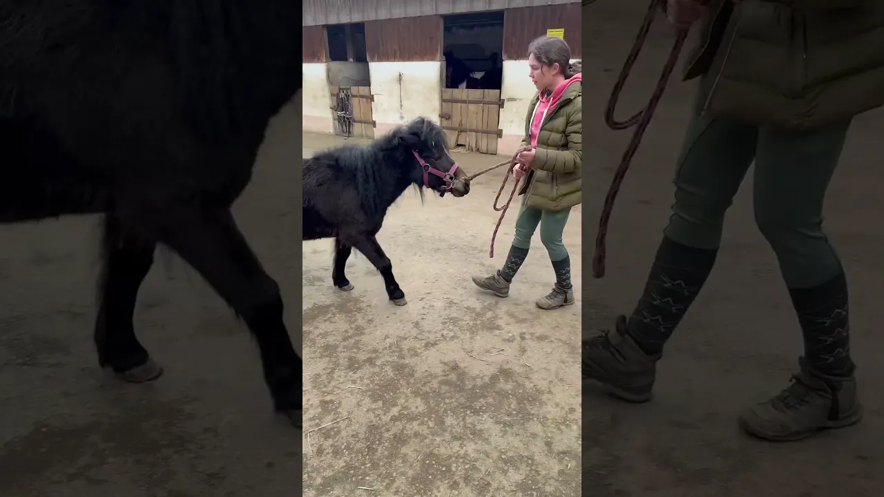 Chica vs. Podest: Wird sie es schaffen?