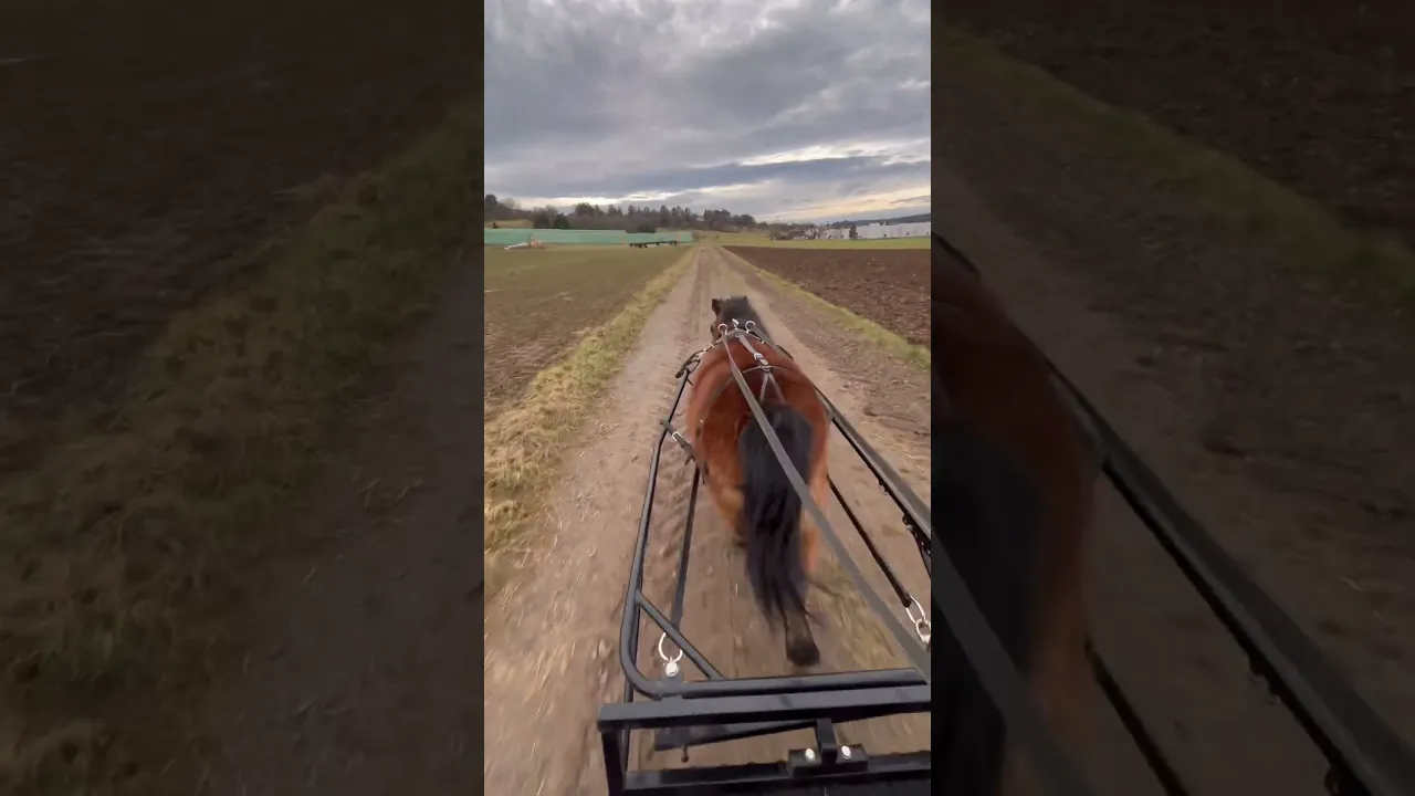 Nach WOCHEN endlich wieder Sulky fahren! Coco ist ÜBERGLÜCKLICH!