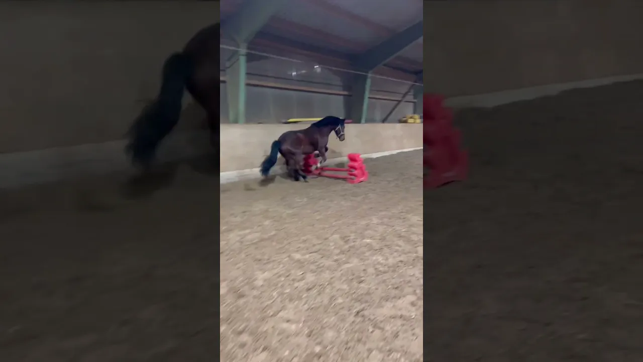 Balu macht Freispringen und lässt nicht einmal die Stange fallen