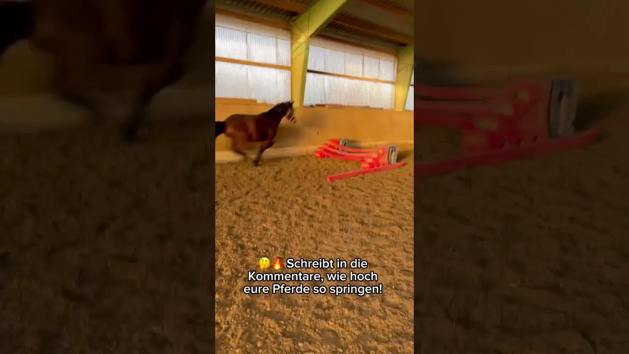 Balu im Höhenflug! Wird das ein Rekordsprung oder ein kompletter Abriss?