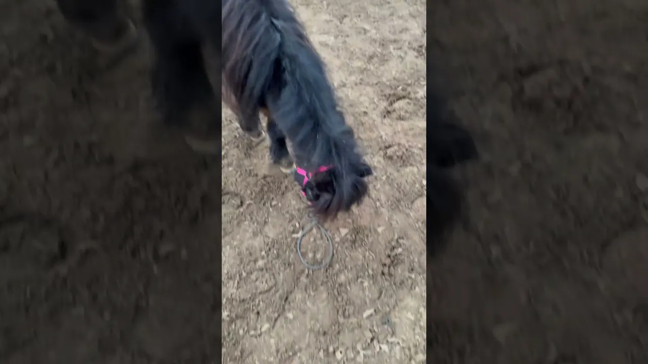 Shetty crasht Video: Dieser Moment bringt JEDEN Pferdebesitzer zum Lachen!